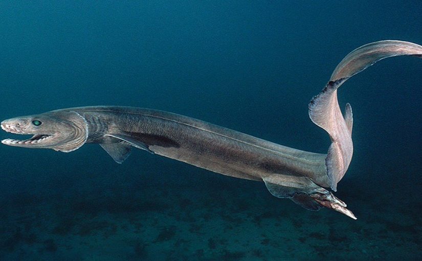 Requin-lézard : on vous parle de ce requin préhistorique »