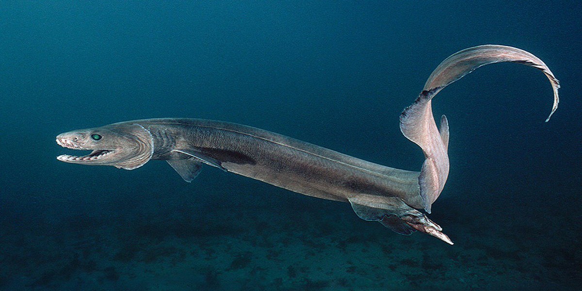 Requin-lézard : on vous parle de ce requin préhistorique »